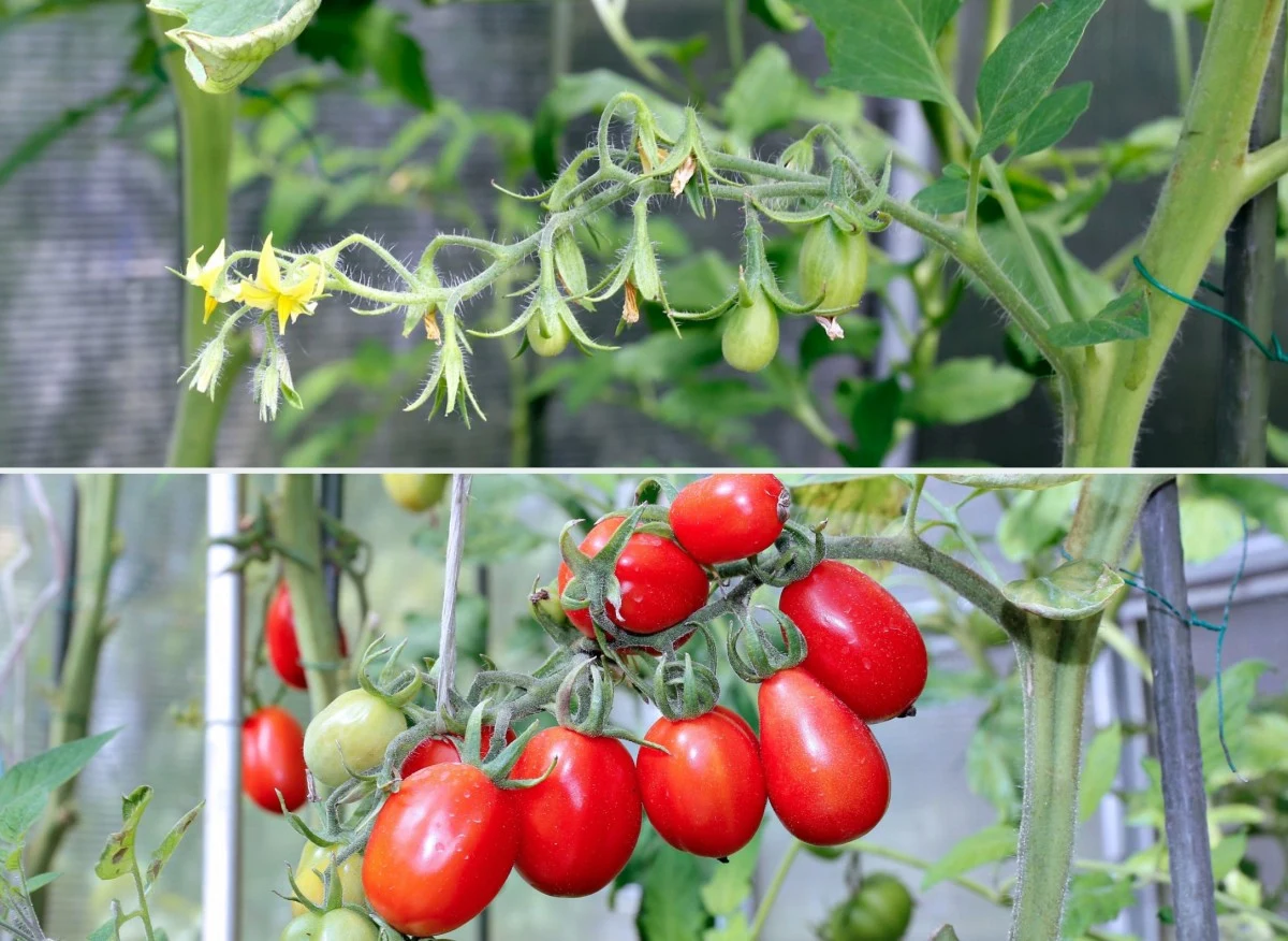 Każdy ogrodnik chce, aby jego ogród prezentował się efektownie, a rośliny były zdrowe i okazałe