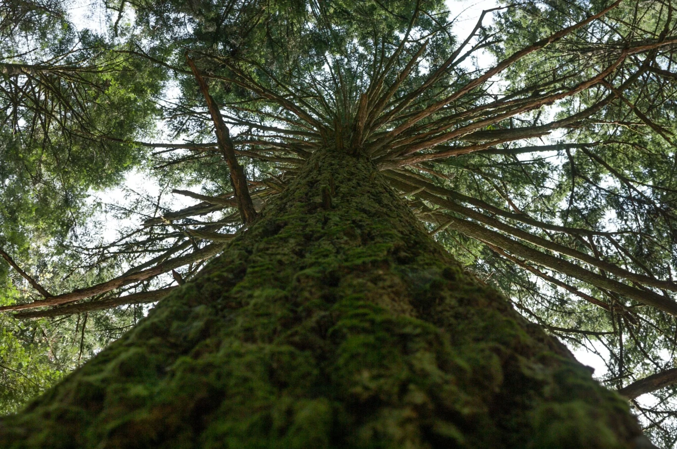 Daglezja zielona preferuje łagodniejszy klimat i wilgotniejsze powietrze