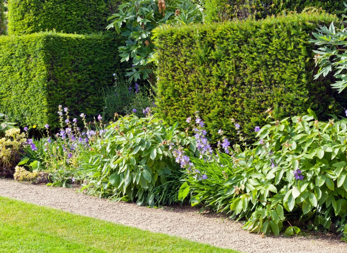 Iglaki szybko rosnące to sprawdzony i efektywny sposób na zapewnienie prywatności w przydomowym ogrodzie