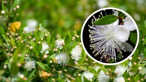 Mirt zwyczajny jest cenioną ozdobą domów i ogrodów.