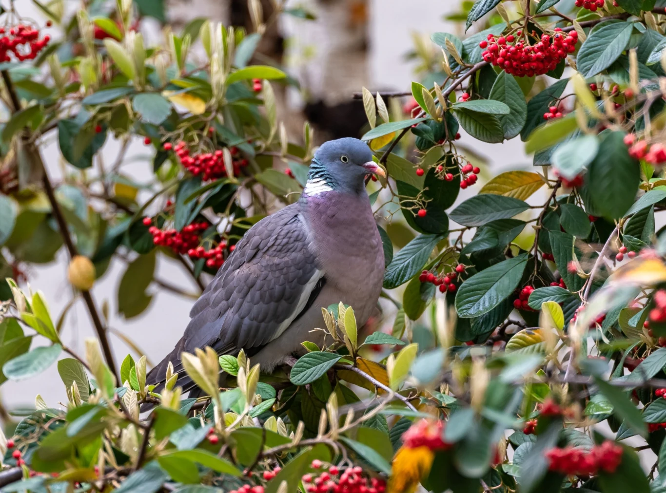Owoce irgi są świetnym pokarmem dla ptaków, ale nie nadają się do spożywania przez ludzi i zwierzęta domowe