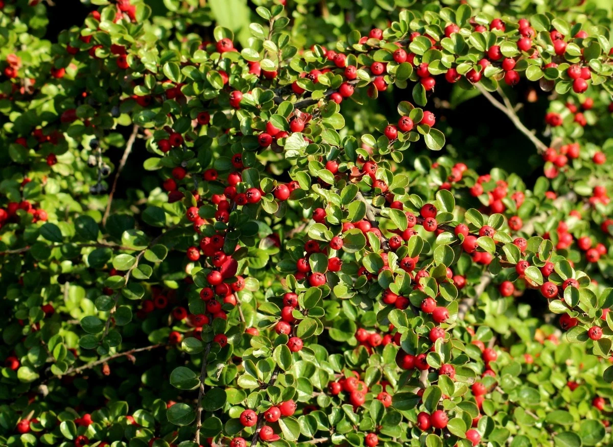 Cięcie pobudza irgę do wzrostu