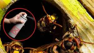 Istnieją naturalne i chemiczne sposoby zwalczania szerszeni. Fot. Pexels/Canva