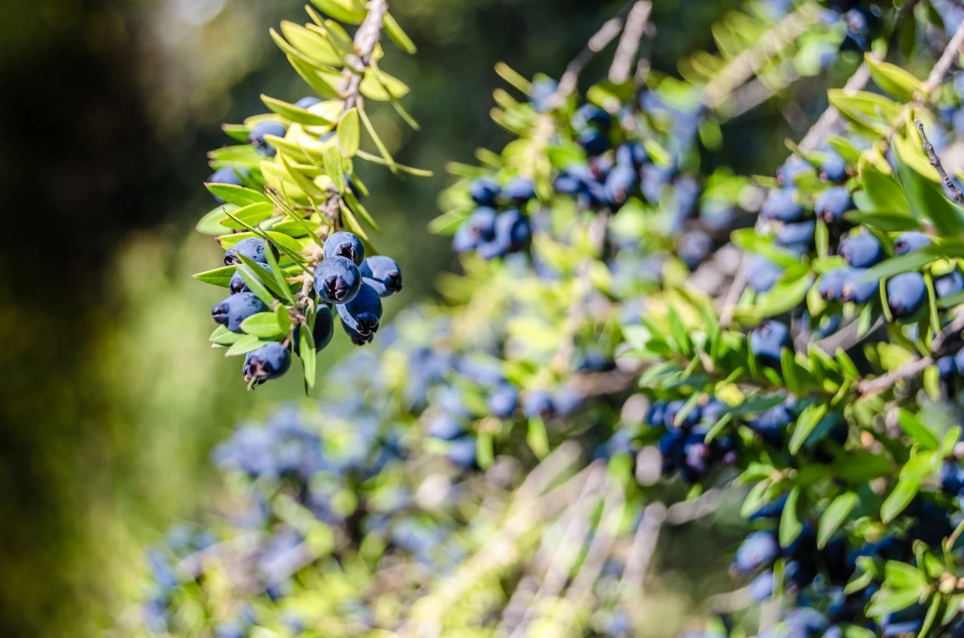 Mirt zwyczajny jest symbolem odnowy i nieśmiertelności