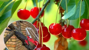 Cięcie wiśni wykonuj, gdy za oknem jest ładna pogoda, dzień jest suchy i słoneczny.