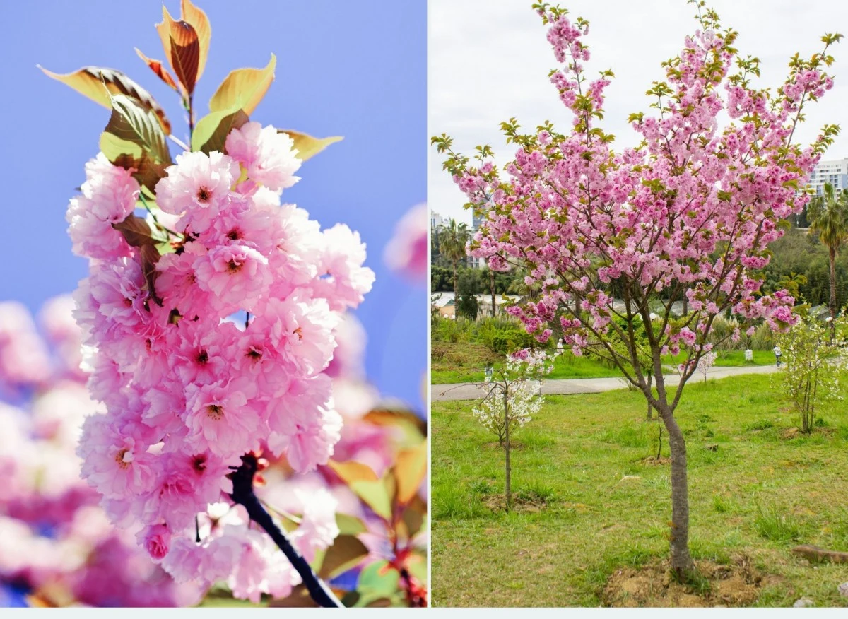 W przydomowej uprawie wiśni piłkowanej pielęgnacja nie jest zbyt trudna