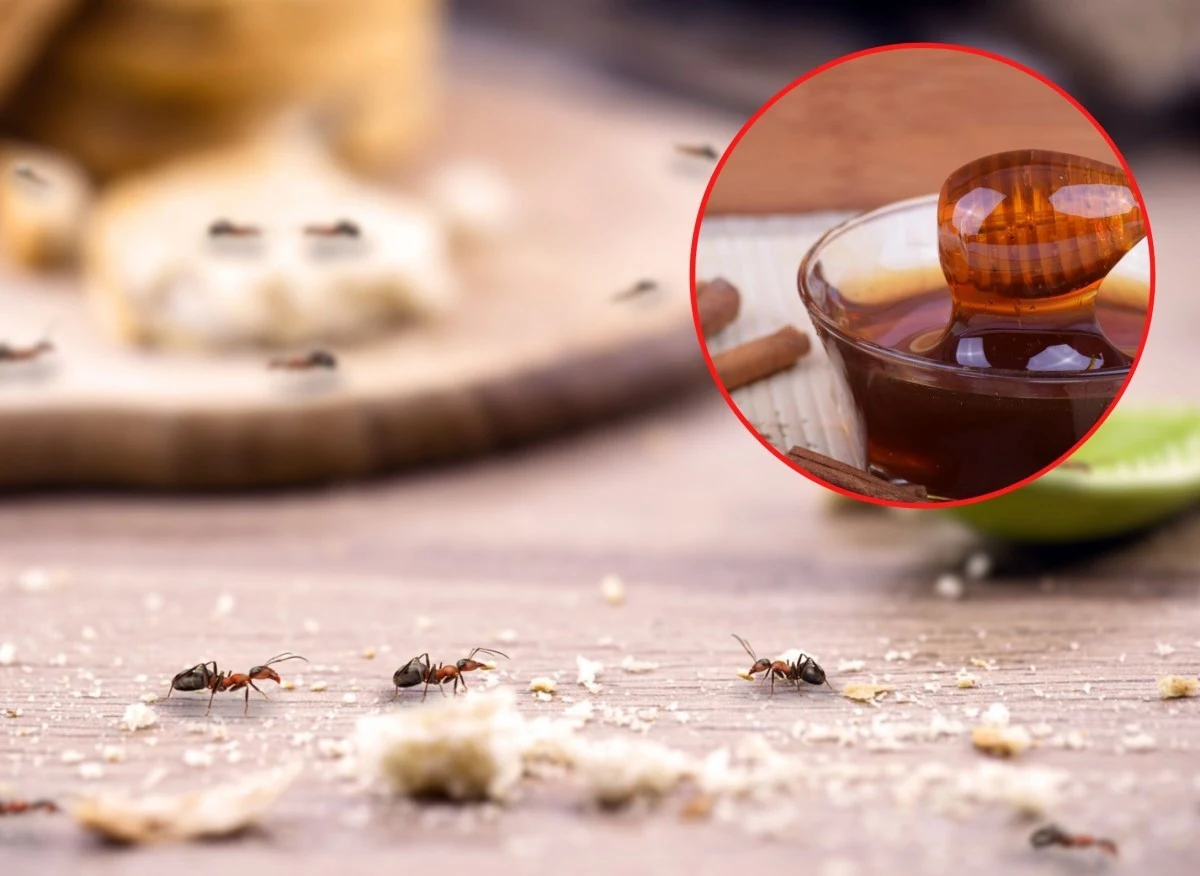 Mrówki wędrują do ludzkich siedzib w poszukiwaniu pokarmu, wilgoci oraz bezpiecznego miejsca na założenie kolonii