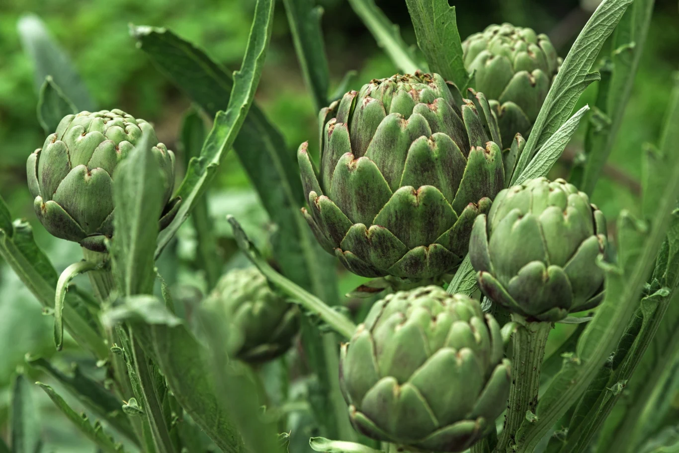 Karczoch posiada wiele zalet