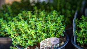 Macierzanka tymianek bardzo dobrze smakuje jako przyprawa kuchni śródziemnomorskiej.