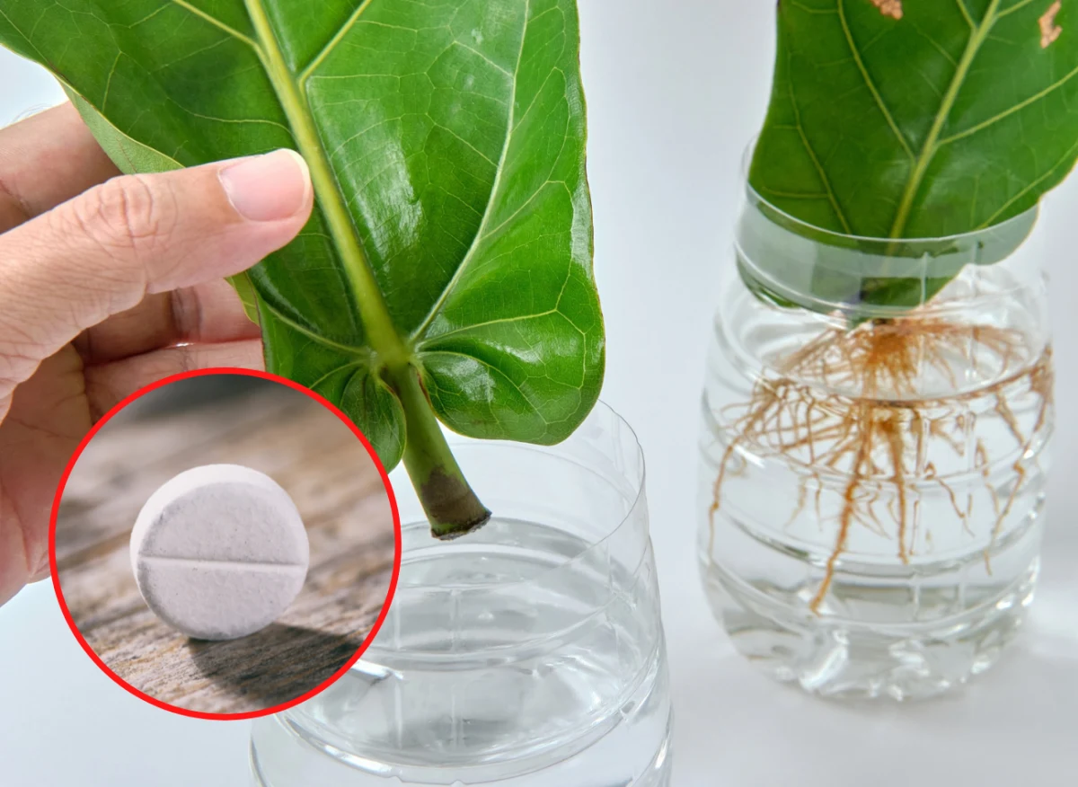 Ukorzeniacze zwiększają skuteczność rozmnażania roślin