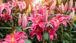 Lilie to niezwykle piękne kwiaty, które z powodzeniem od wielu lat zdobią przydomowe ogrody polskich domów.