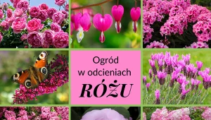 Istnieje wiele pięknych roślin o różowej kolorystyce, które w ogrodzie wyglądają zjawiskowo. Fot. 123RF.com/Pixabay