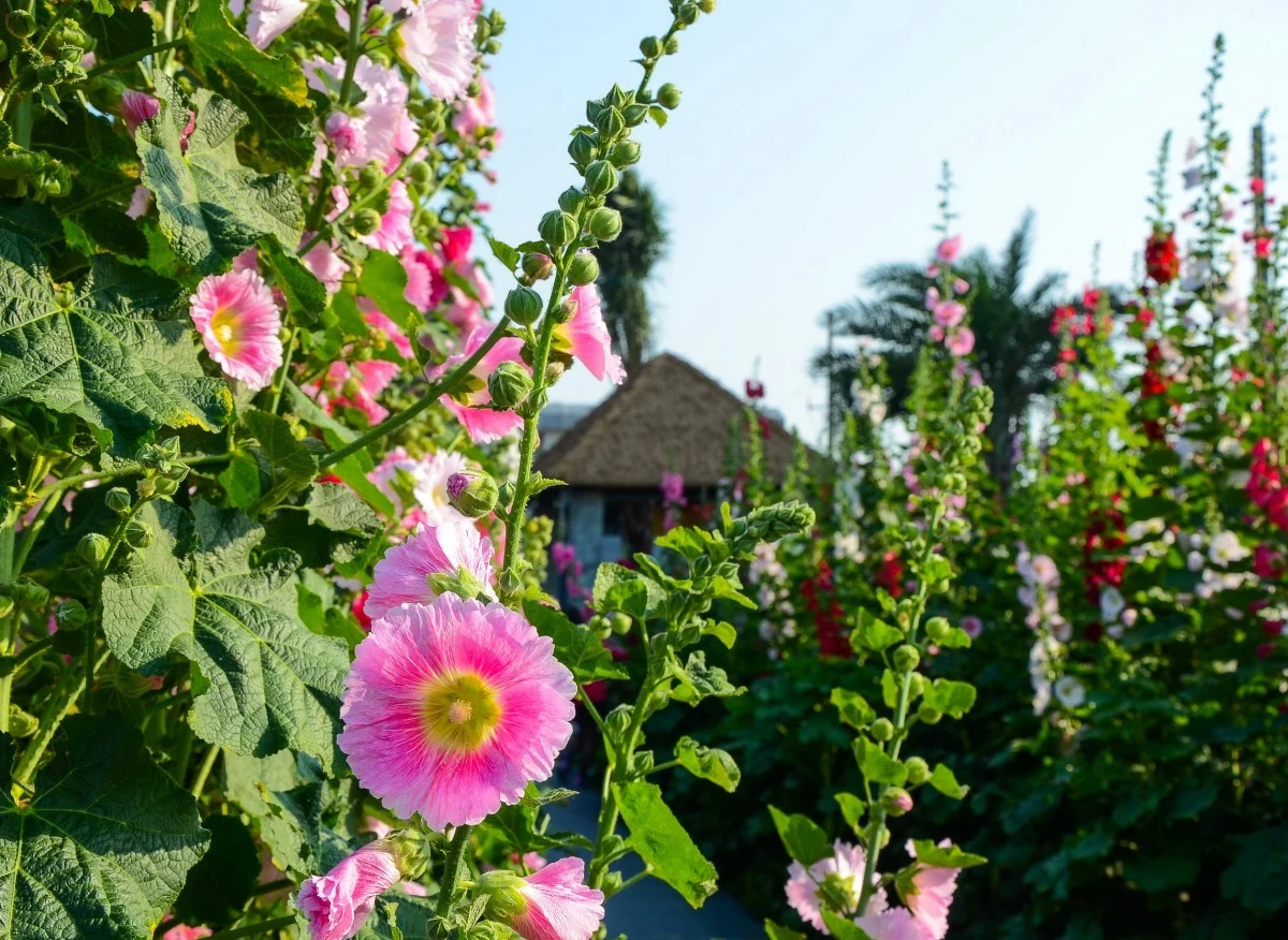 Malwa to roślina wieloletnia i łatwa w uprawie