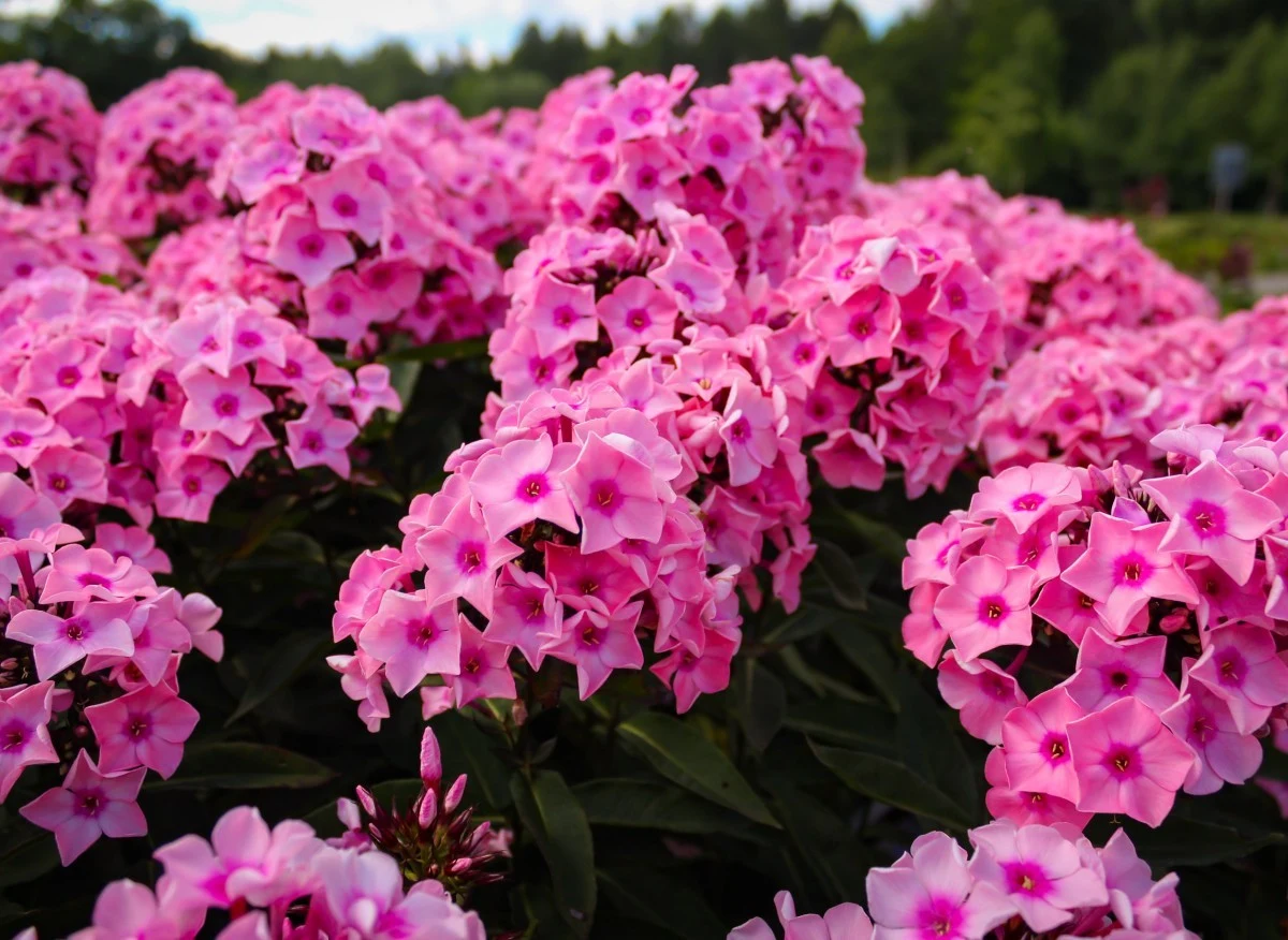 Floksy wydzielają słodki i przyjemny zapach