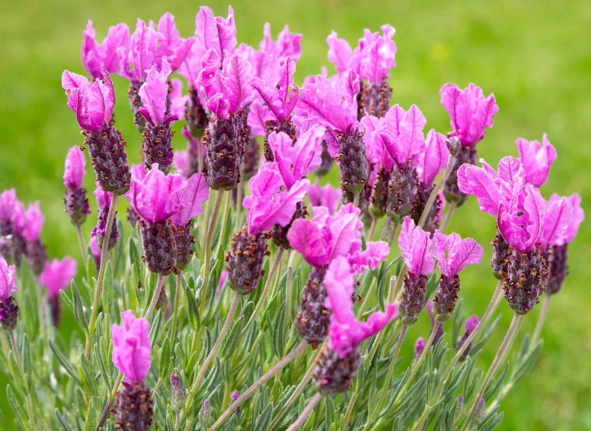 Lawenda francuska jest oryginalna, ale za to delikatna