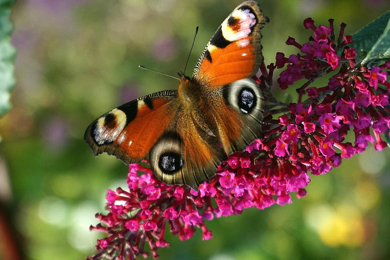 Budleja przyciąga liczne motyle