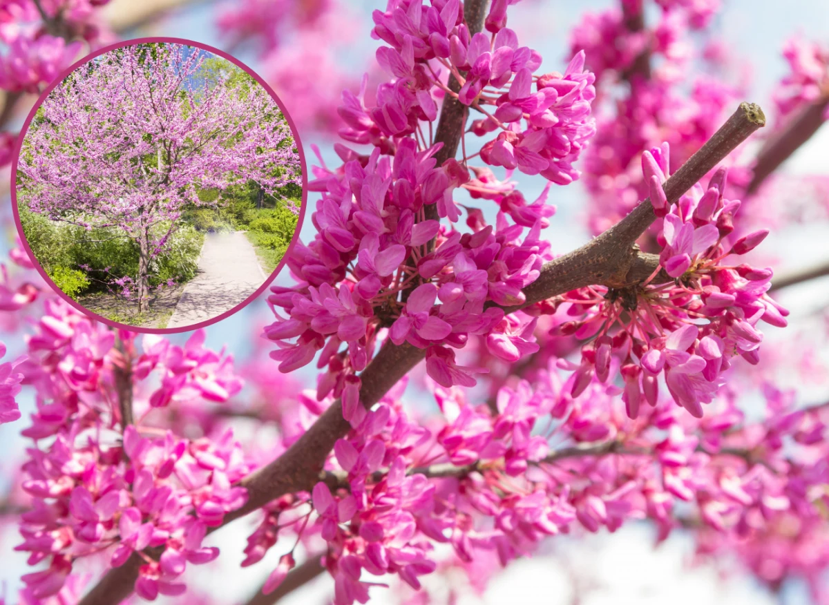 Obok judaszowca trudno przejść obojętnie