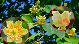 Tulipanowiec wytwarza przepiękne kwiaty.