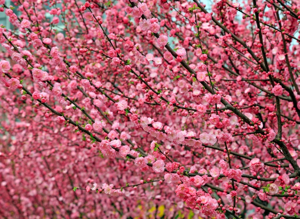 Migdałowiec zachwyca różowymi kwiatuszkami