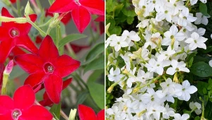 Tytoń oskrzydlony zachwyca kwiatami aż do jesieni.