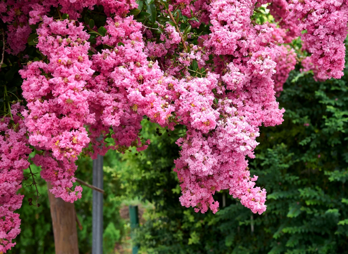 Lagerstremia kwitnie nawet przez 4 miesiące