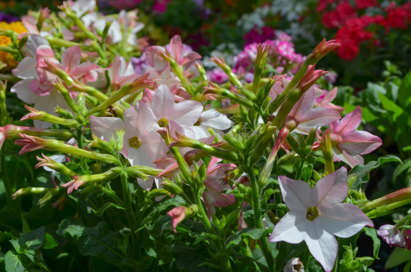 Tytoń oskrzydlony jest ceniony ze względu na piękny zapach i efektowne kwiaty