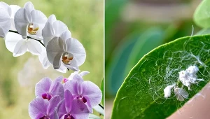 Wełnowce na storczykach wysysają sok z nadziemnych części roślin, powodując ich osłabianie, a w skrajnych przypadkach obumieranie.