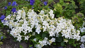 Zasadź ten kwiat koło tarasu, wejścia do domu. Powita gości cudnym zapachem