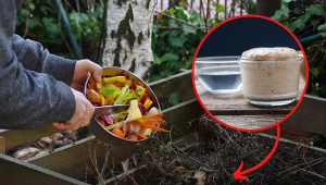 Drożdże przyśpieszają rozkład kompostu.