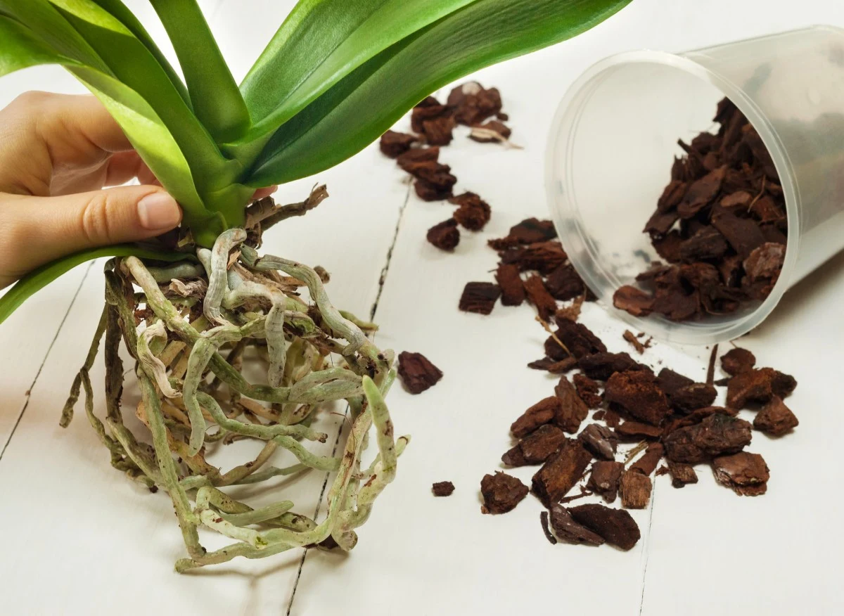 Storczyka warto przesadzić, gdy korzenie są przerośnięte i wyraźnie wystają z doniczki