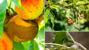 Oto najpopularniejsze choroby i szkodniki brzoskwini, z którymi może spotkać się każdy posiadacz drzew brzoskwiniowych w ogrodzie.