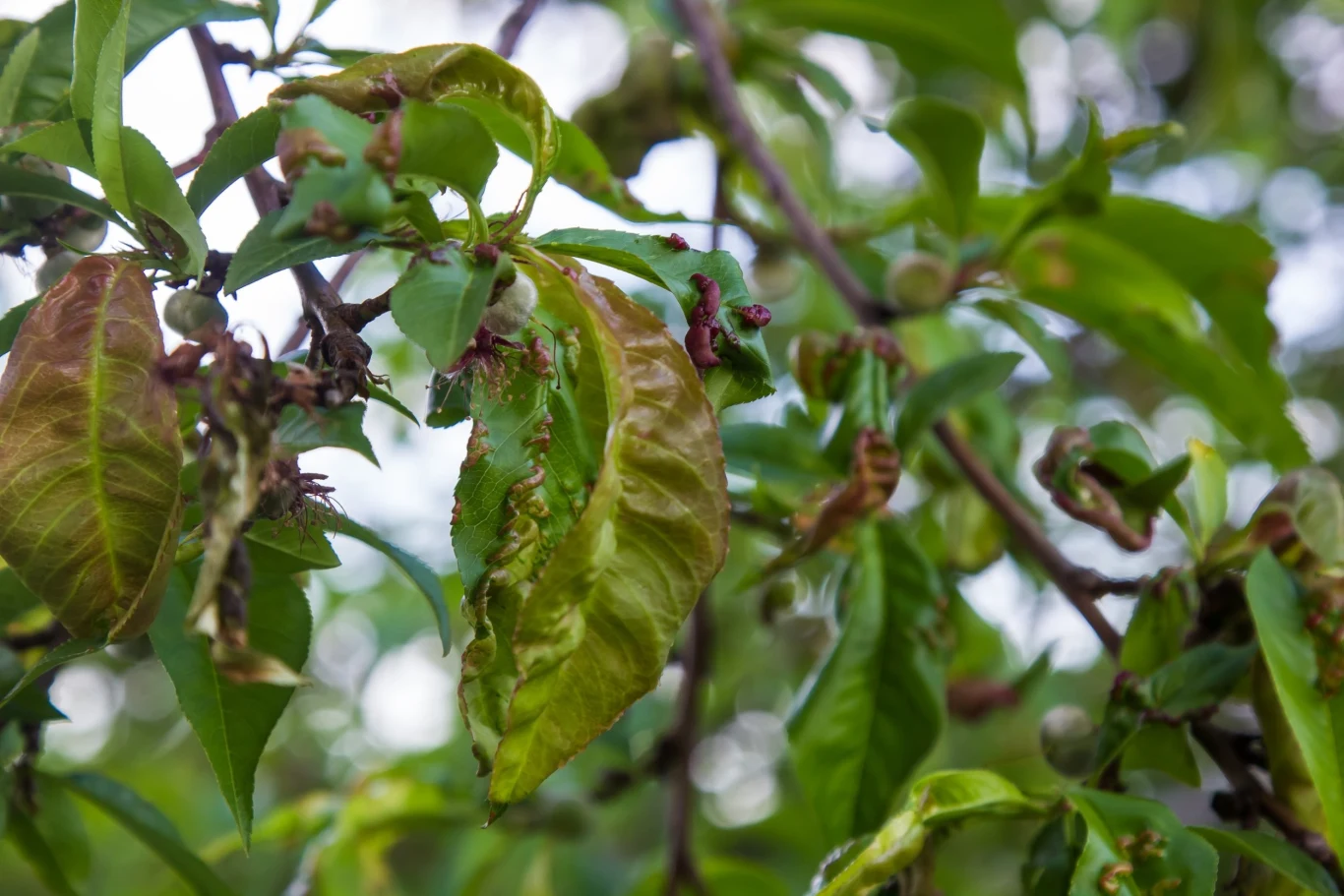 Niektóre choroby i szkodniki brzoskwiń potrafią zniszczyć cały plon