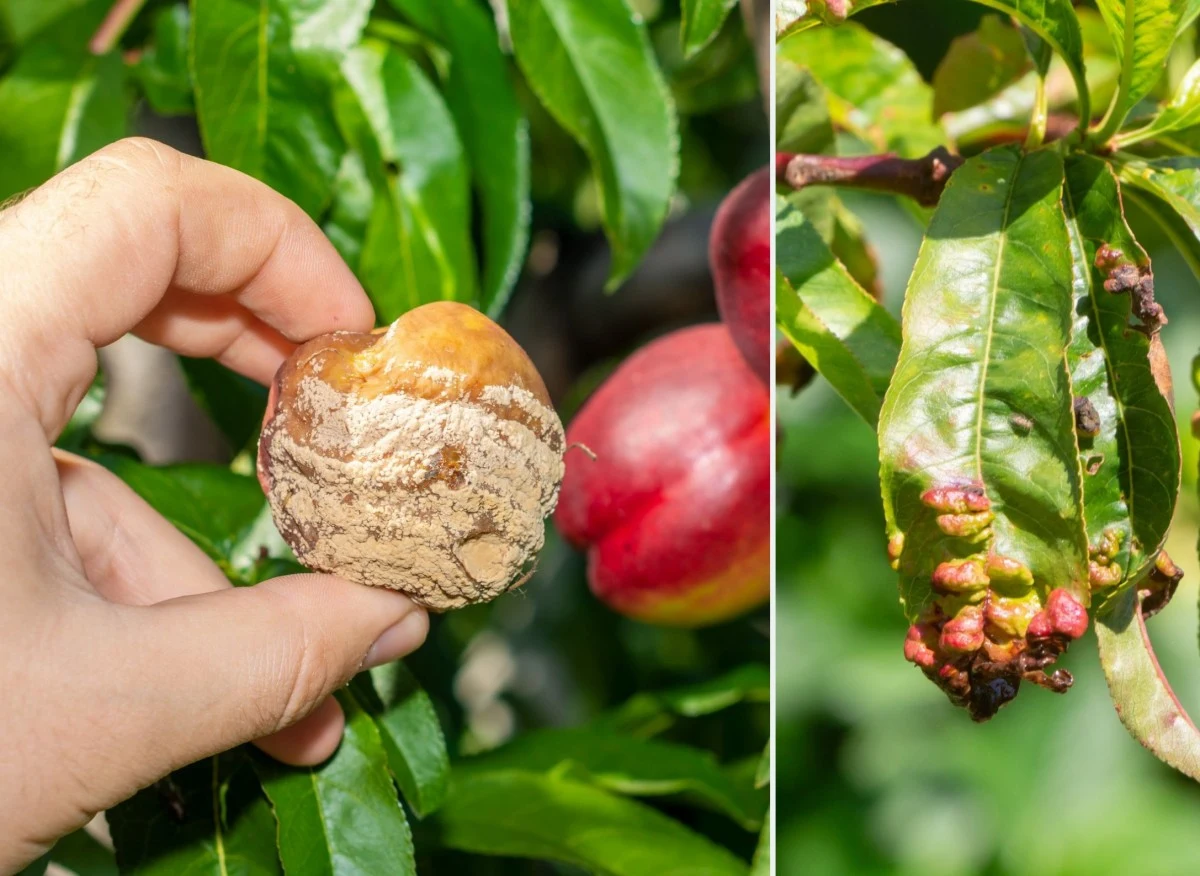 Stosując opryski, możesz spowolnić rozprzestrzeniania się choroby i wzmocnić drzewko