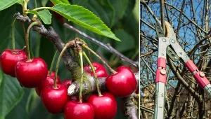 Dokonując selekcji zdrowych i uszkodzonych pędów, dajesz roślinie możliwość silnego wzrostu.