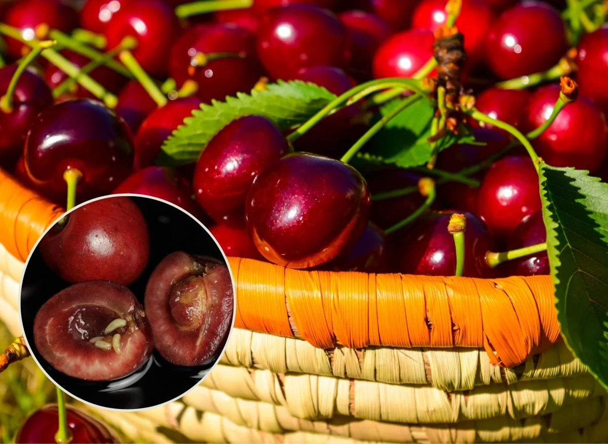 W jakich odmianach czereśni dużo rzadziej pojawiają się robaki