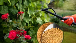 Opryski z lecytyny to doskonała metoda wzmacniania wzrostu nie tylko roślin warzywnych i owocowych, ale również ozdobnych.