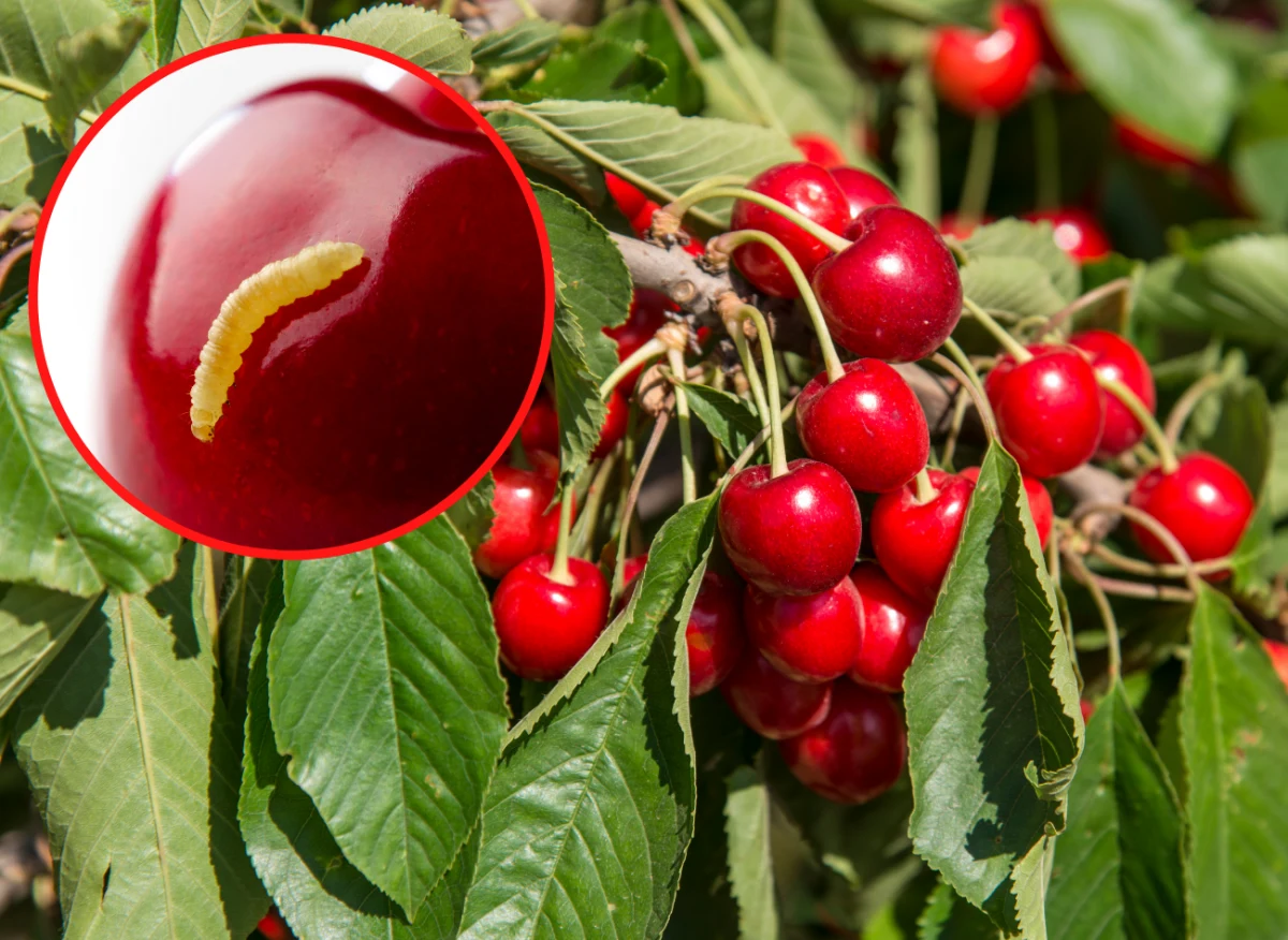 Niektóre odmiany czereśni rzadko atakowane są przez szkodniki