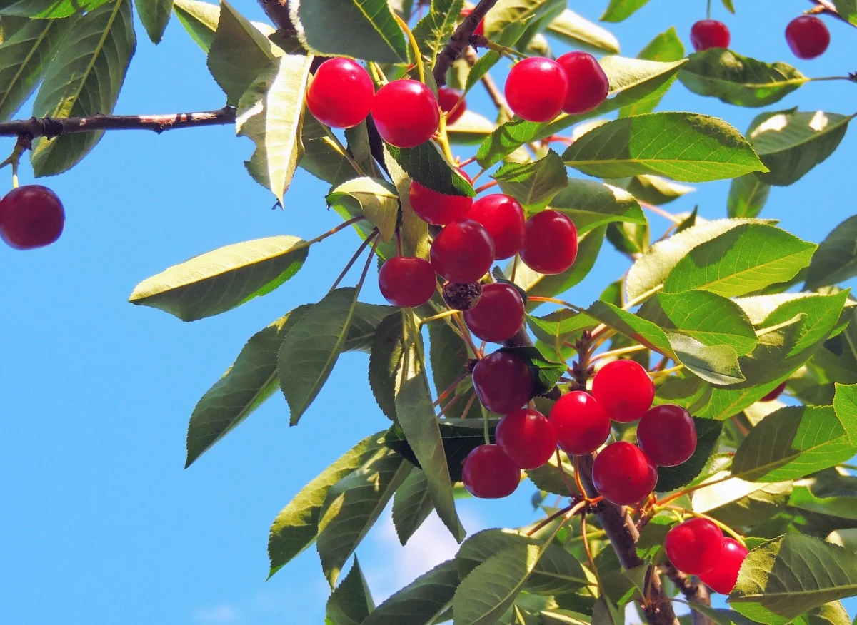 Czereśnie kolumnowe wyróżniają się wyjątkowym pokrojem