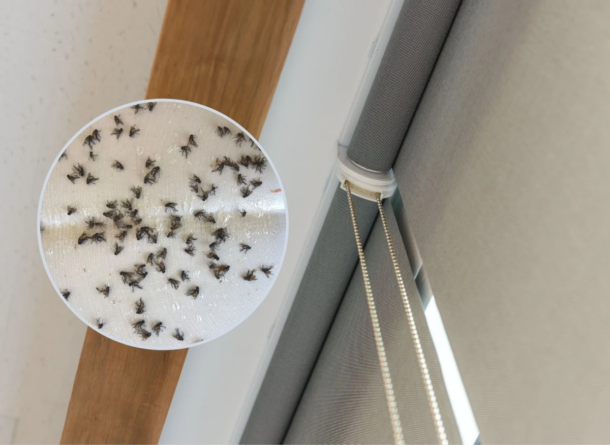 Jeśli w oknach mamy rolety w jasnym kolorze, możemy być niemal pewni, że będą gromadzić się na nich owady