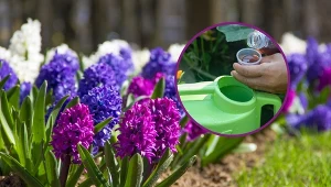 Nawożenie to bardzo ważny zabieg w uprawie roślin cebulowych, który jest niezbędny do prawidłowego rozwoju i kwitnienia.