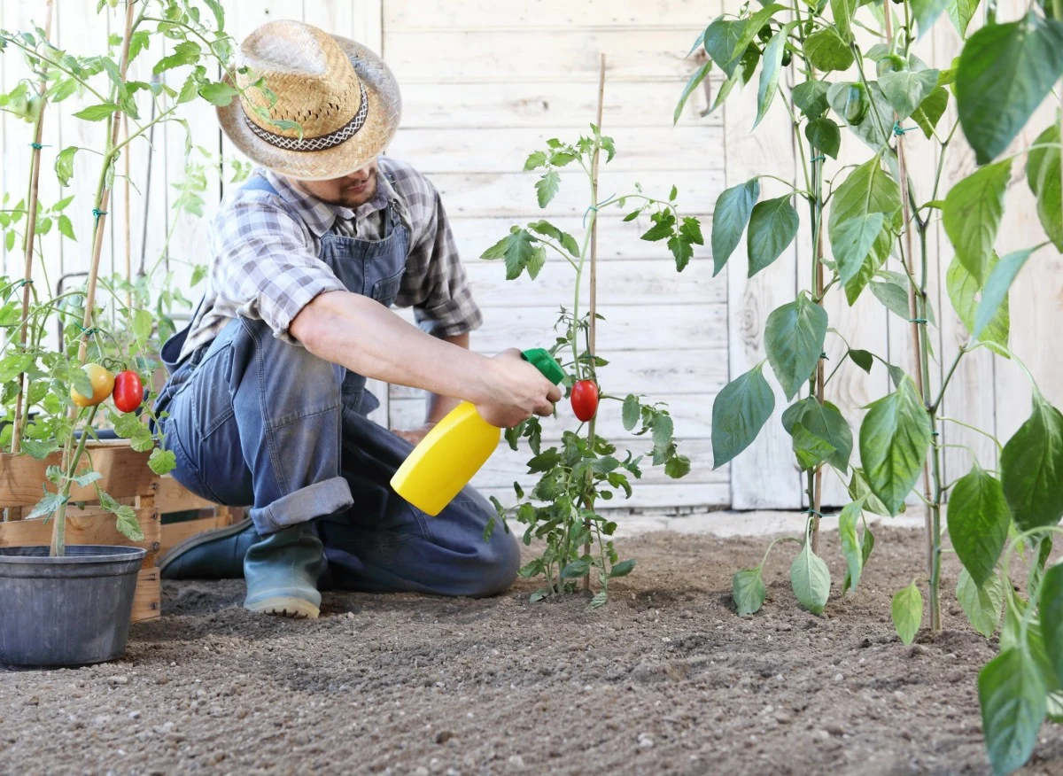 Opryski z miedzianu zalecane są każdemu, kto uprawia pomidory w ogrodzie