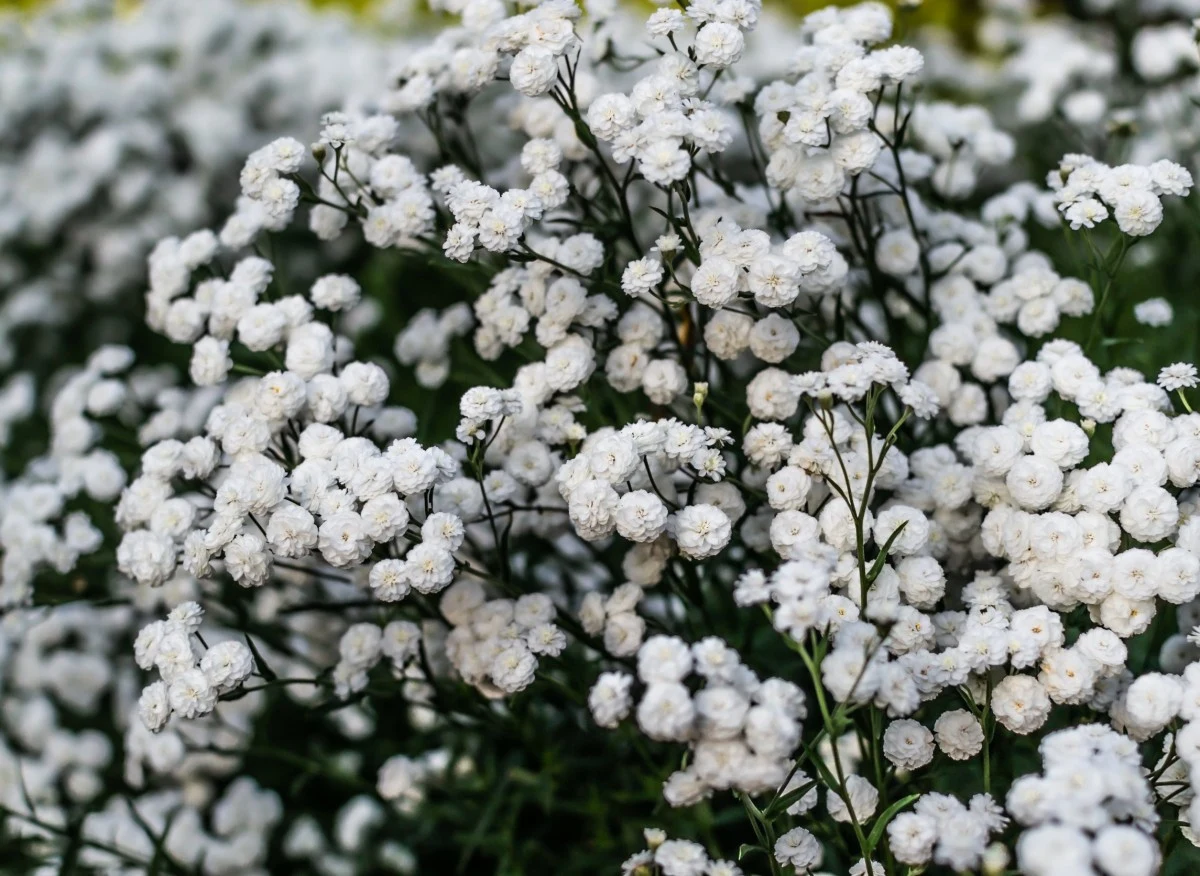 Gipsówka wiechowata jest łatwa w uprawie i poleca się ją osobom początkującym