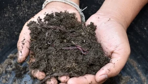 Dżdżownice lubią zamieszkiwać gleby wilgotne, żyzne z dużą ilością związków organicznych.