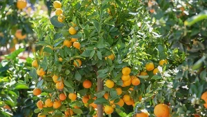 Kalamondyna to doskonała ozdoba słonecznych parapetów.