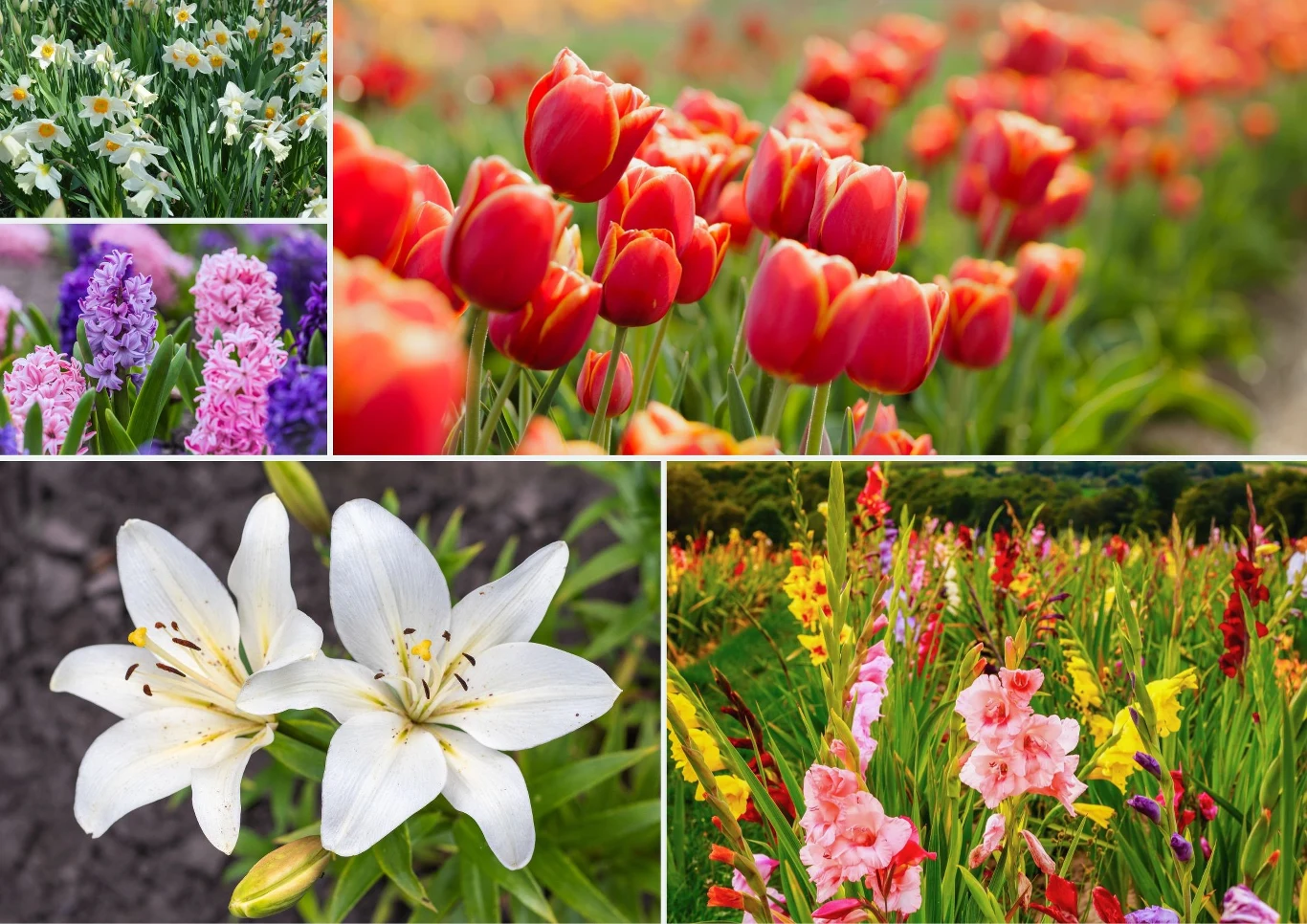 Oto rośliny cebulowe, które szczególnie wymagają nawożenia