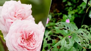 Typowymi objawami żerowania szkodników są wygryzione dziury w liściach róży.