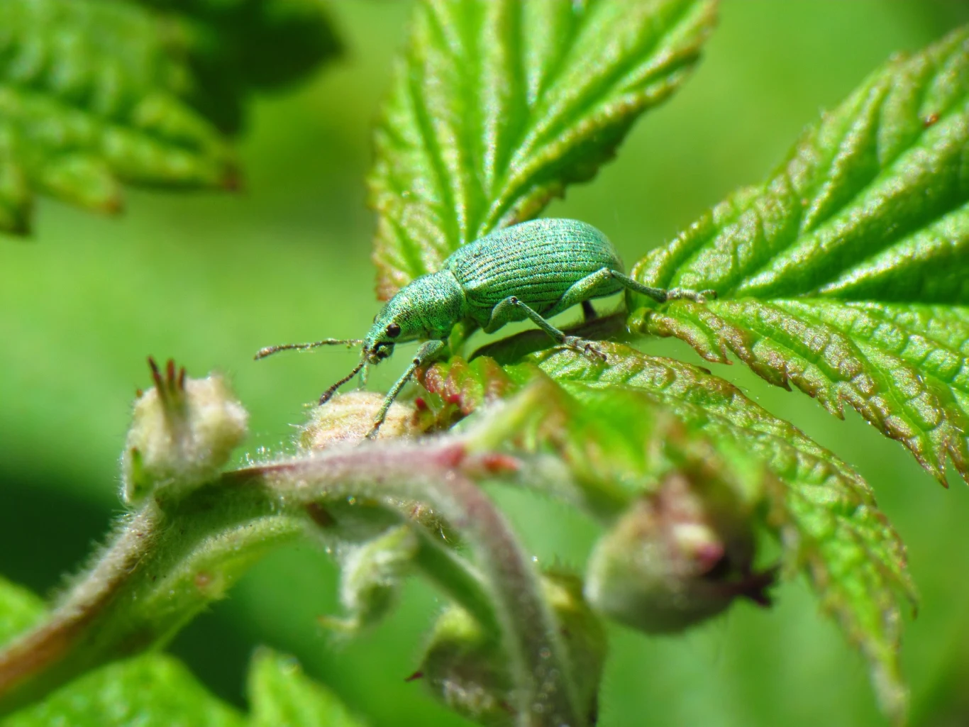 Naliściak srebrnik to chrząszcz należący do rodziny ryjkowcowatych, który żeruje na liściach róż
