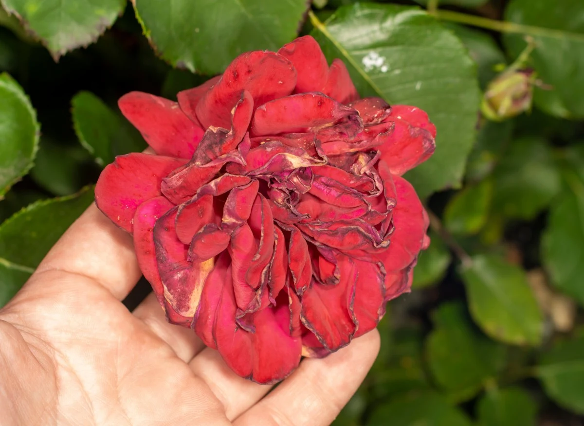 Jakie choroby atakują róże