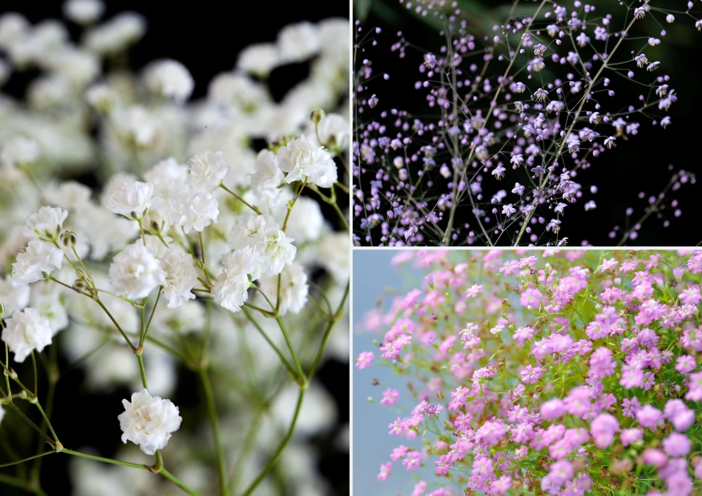 Łyszczec nie zawsze ma białe kwiaty