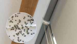 Jeśli w oknach mamy rolety w jasnym kolorze, możemy być niemal pewni, że będą gromadzić się na nich owady.